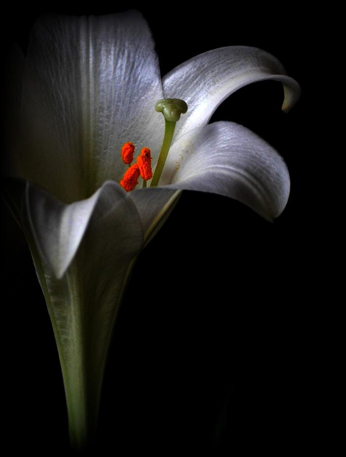 Dark Lily Photograph by Kerry Hauser - Fine Art America