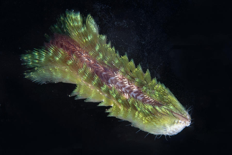 Dark-lined Fire Worm In Bali Photograph by Colin Marshall Dark-lined Fire Worm In Bali Photograph by Colin Marshall