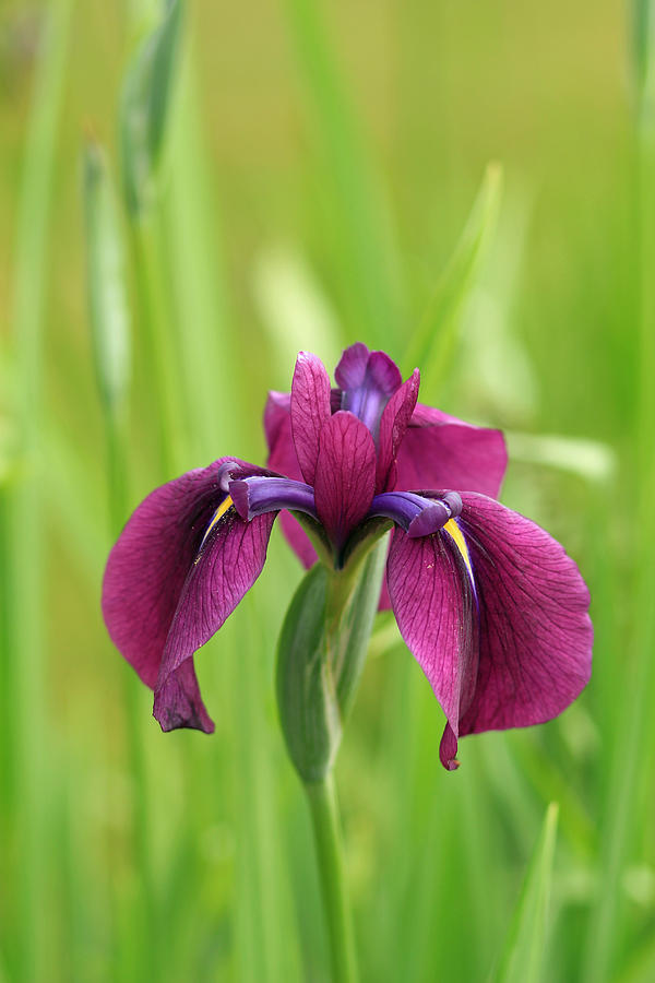 Dark Magenta Iris Photograph by E Faithe Lester