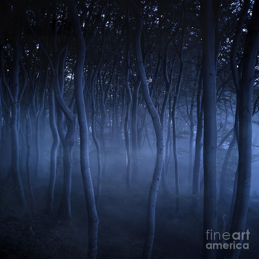 Dark, Misty Forest, Liselund Slotspark Photograph