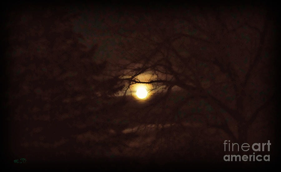 Dark Moon Through Trees Photograph by Mindy Bench