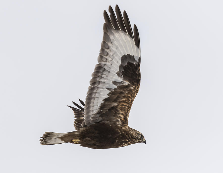 Dark Morph In Flight Photograph by Thomas Young