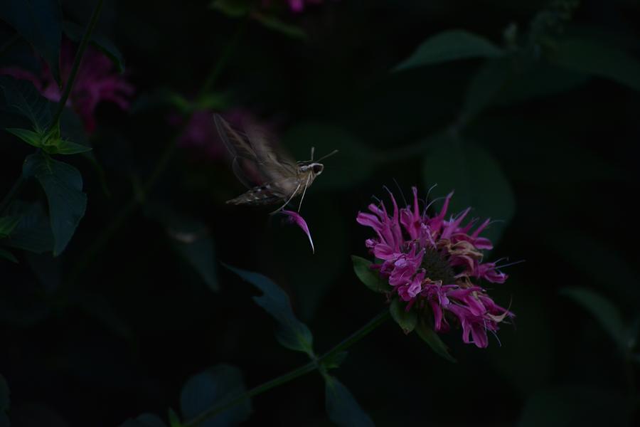 Dark nigh of the Moth Photograph by Rae Ann  M Garrett