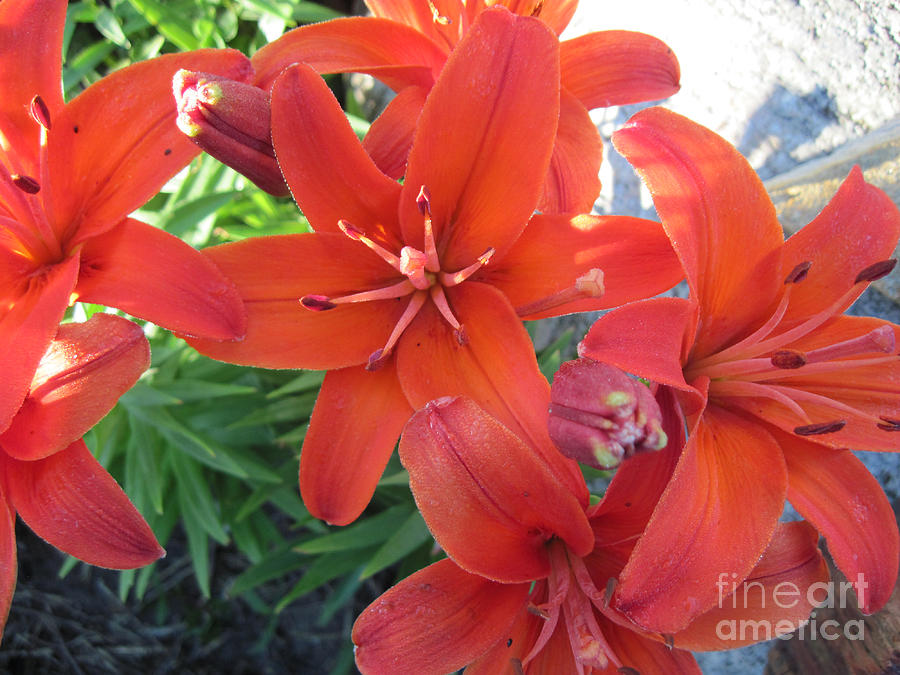 Dark Orange Asian Lilies Close Up 1 Photograph by Conni Schaftenaar