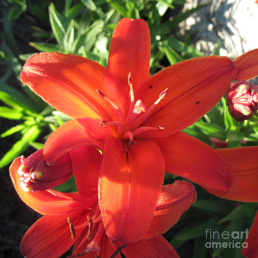 Dark Orange Asian Lilies Closeup 3 Photograph by Conni Schaftenaar