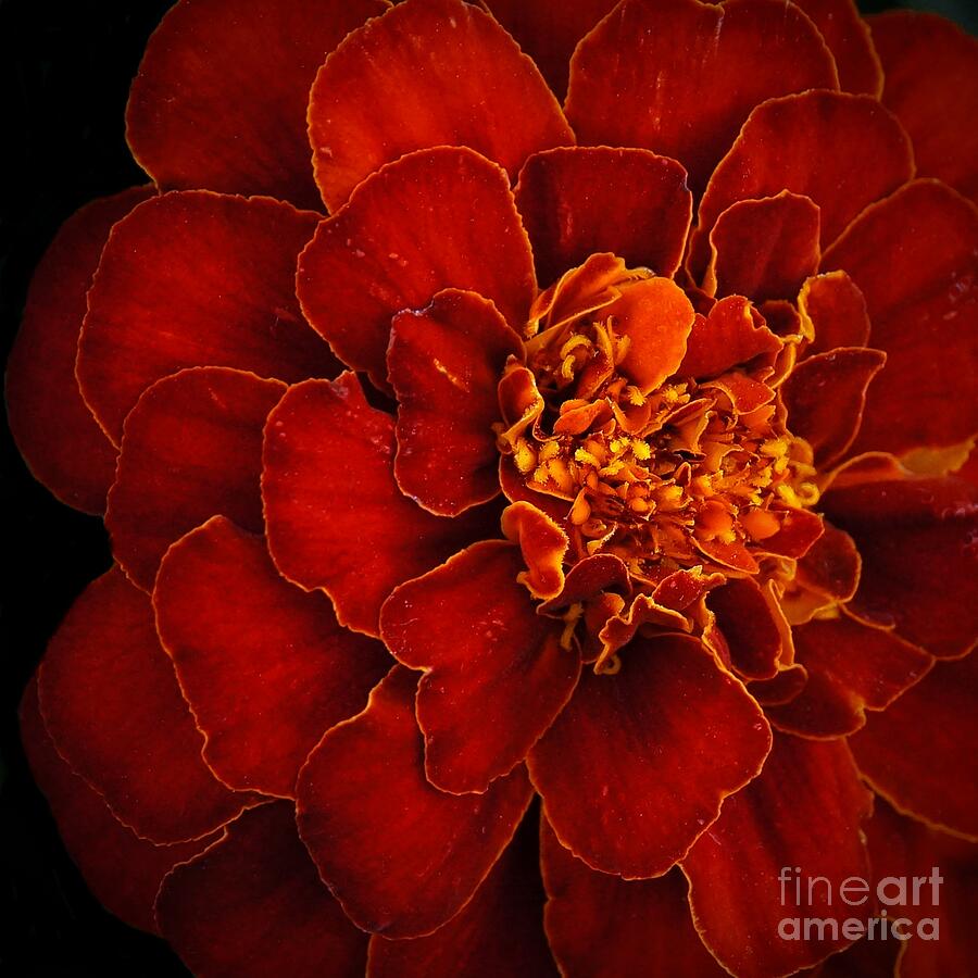 Dark Orange Marigold Photograph by Patricia Strand
