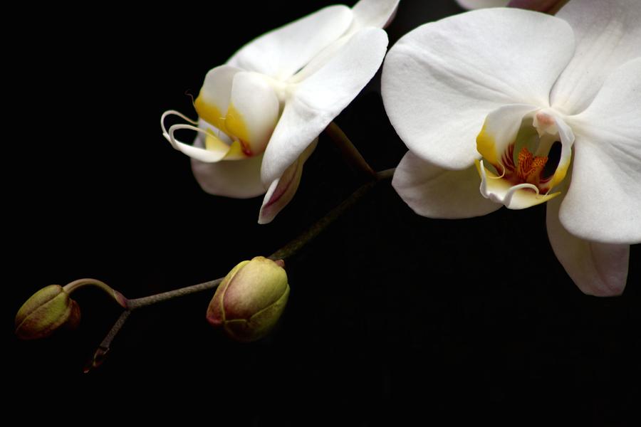 Dark Orchid Photograph by Carol Montoya
