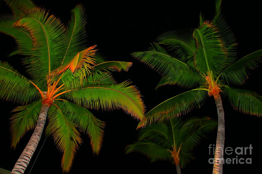 Coconut Photograph - Dark Palms by Patrick Roberto