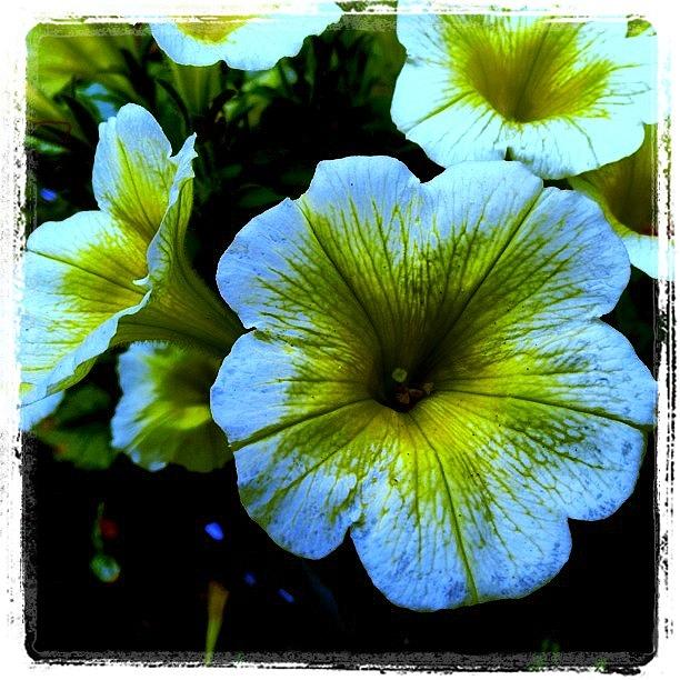 Flowers Still Life Photograph - Dark Petunias #fleur #flower #garden by Lynn Friedman