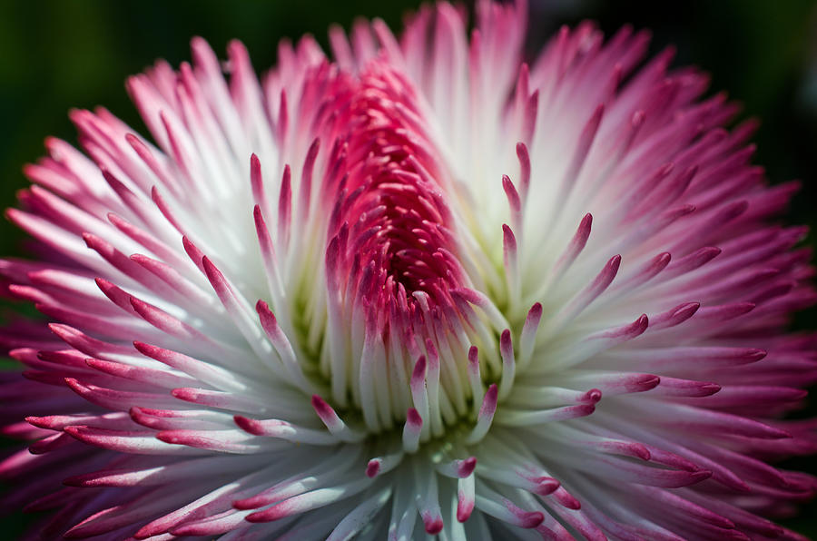 Flower Photograph - Dark Pink and White Spiky Petals by Jordan Blackstone