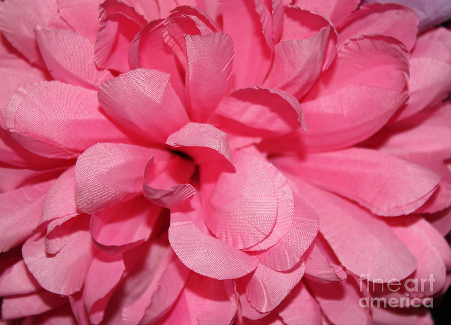 Dark Pink Colored Flower Photograph by John Telfer