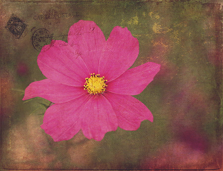 Dark Pink Cosmo Flower  Photograph by Maria Angelica Maira