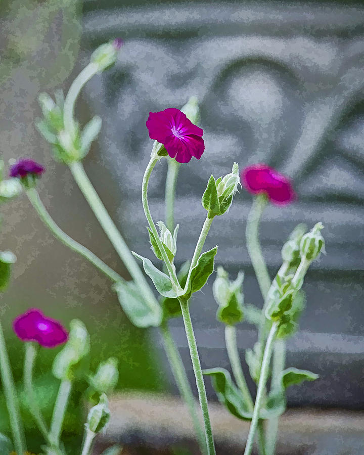 Dark Pink Flowers Photograph