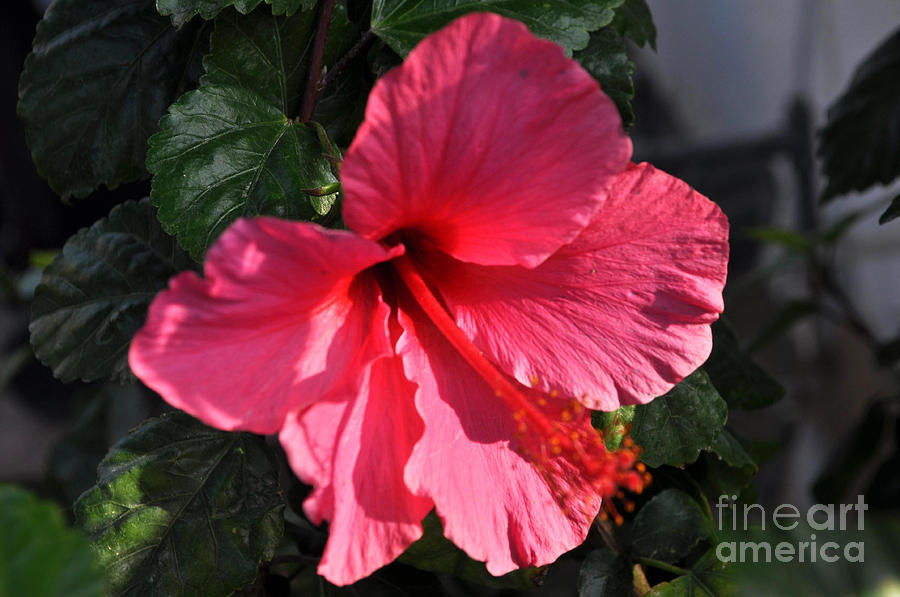 Dark Pink Hibiscus Photograph by Jay Milo