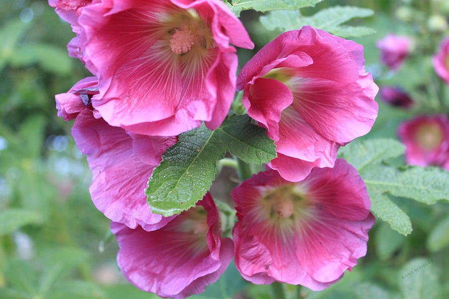 Dark Pink Hollyhocks Photograph By Dorothy Hall - Fine Art America