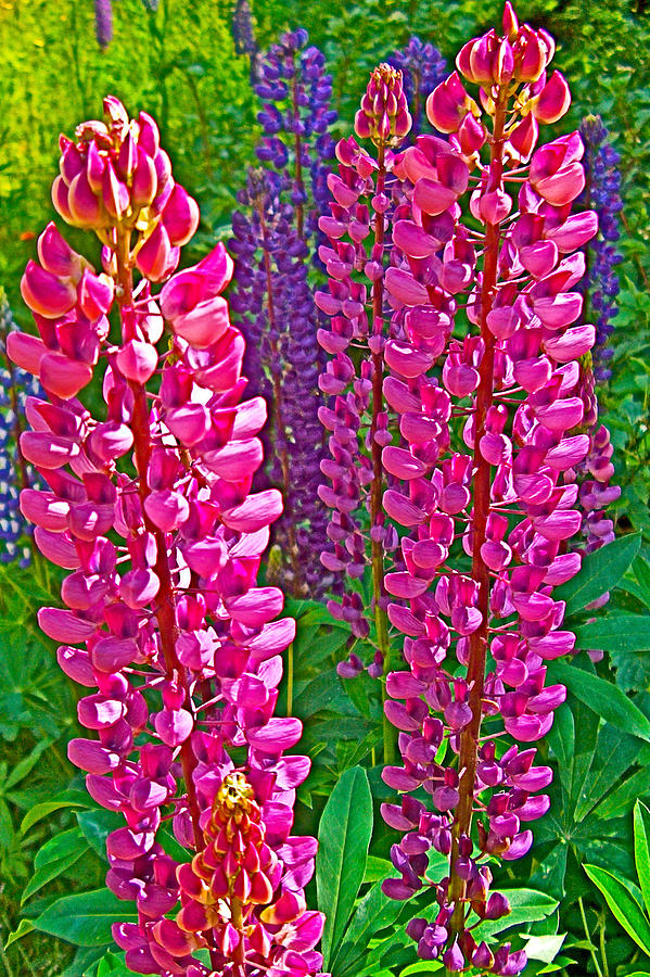 Dark Pink Lupine along Confederation Trail, Prince Edward Island, Canada Photograph by Ruth Hager