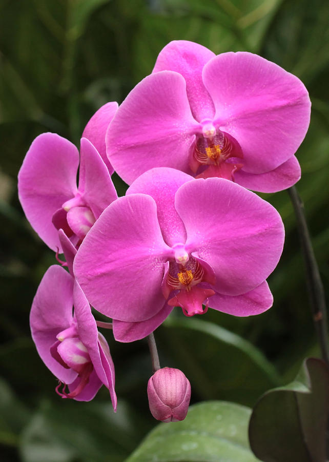 Dark Pink Moth Orchids Photograph by Harold Rau
