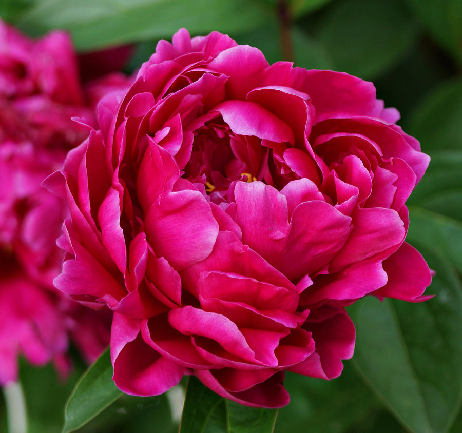 Dark Pink Peony Photograph by Sandy Keeton