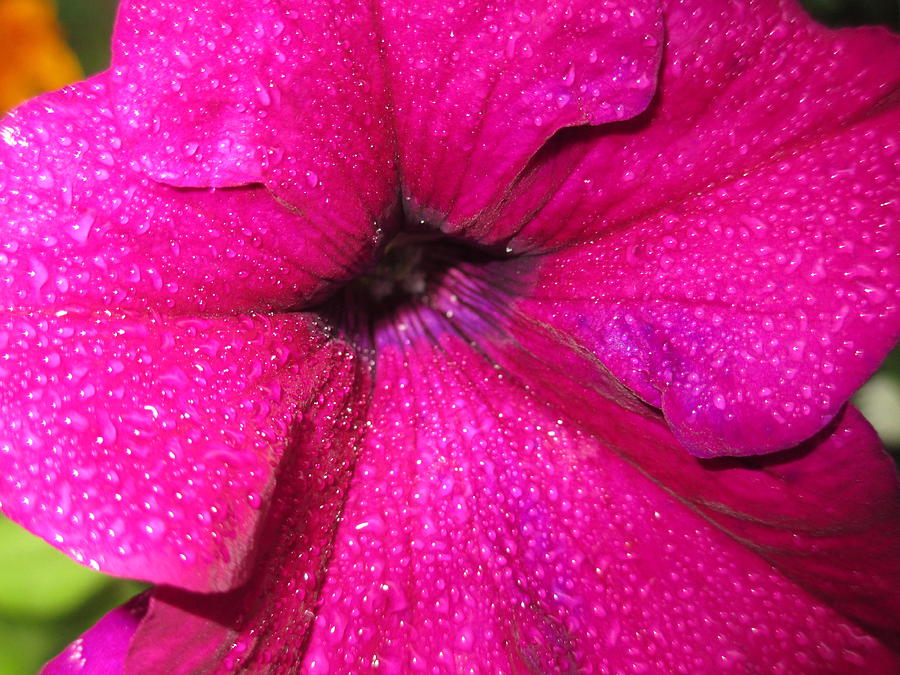Flower Photograph - Dark Pink Petunia in the rain by Barbara Yearty