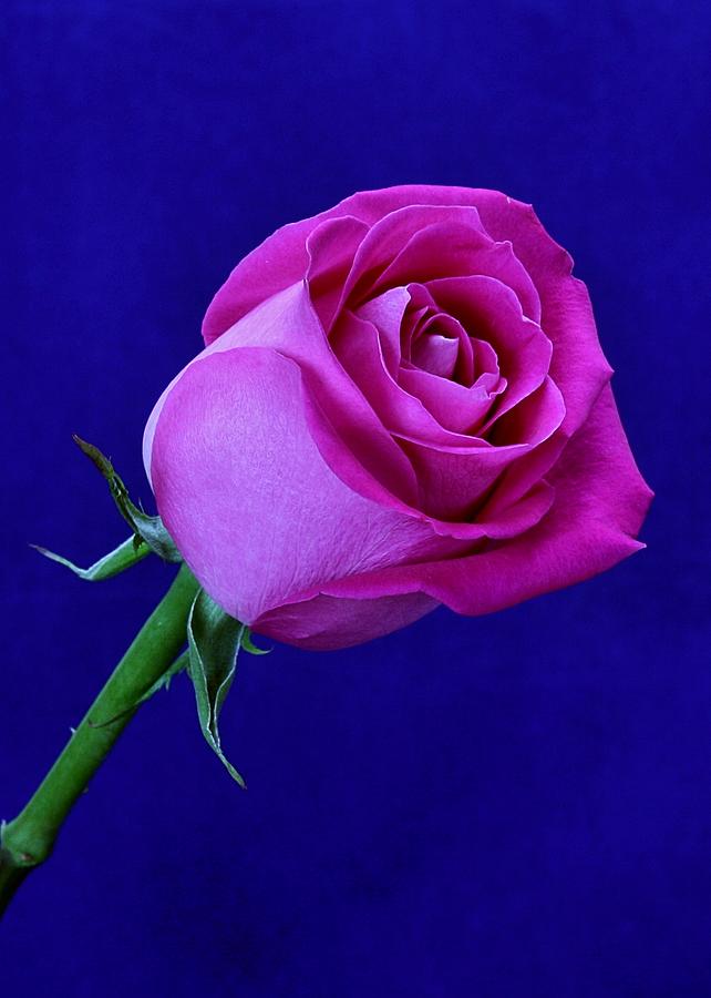 Dark Pink Rose Photograph by Michael Gordon