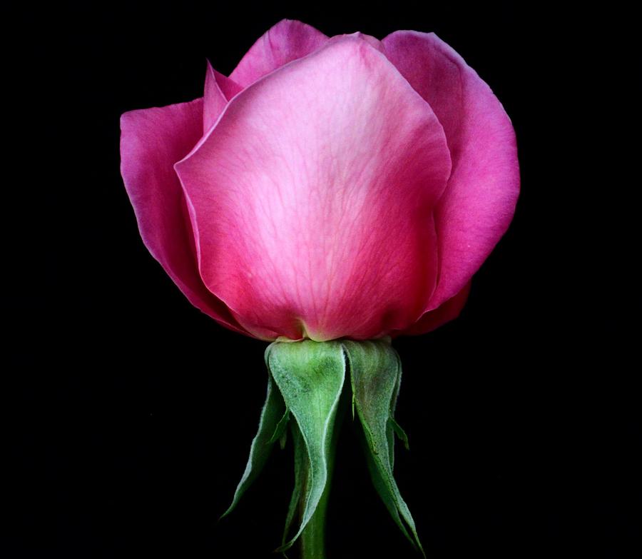 Flower Photograph - Dark Pink Rosebud by Carol Welsh