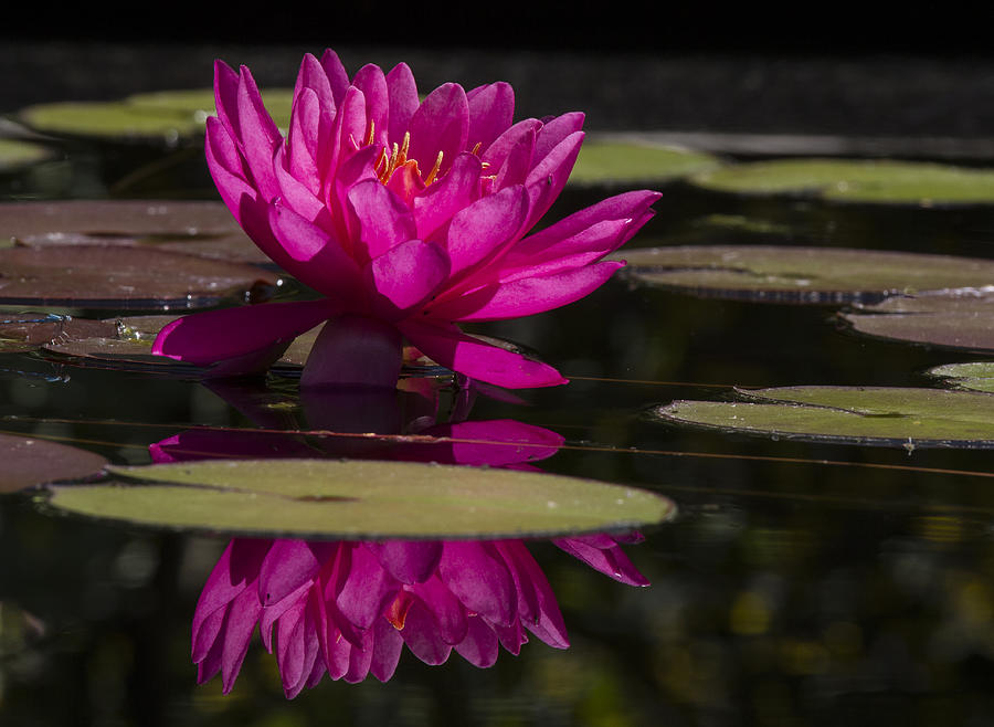 Dark Pink Waterlily with Reflections Photograph by Jean Noren