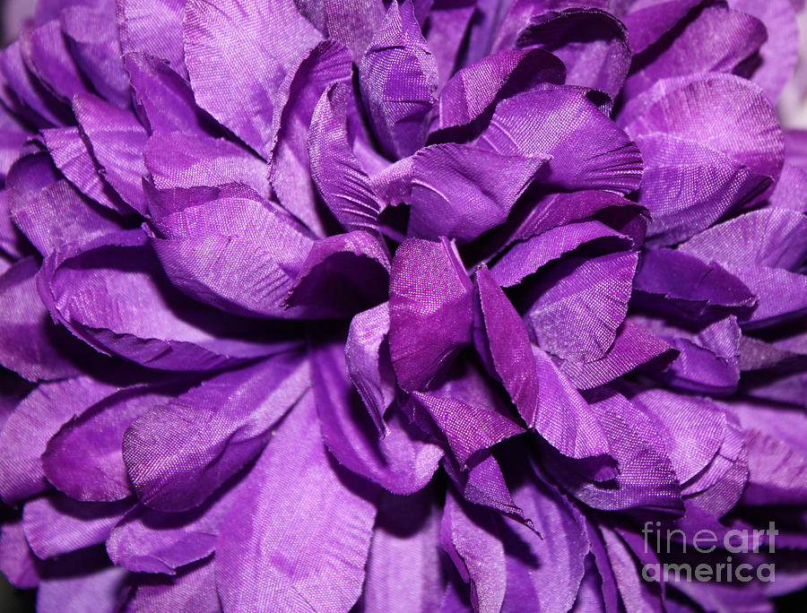 Dark Purple Colored Flower Photograph by John Telfer