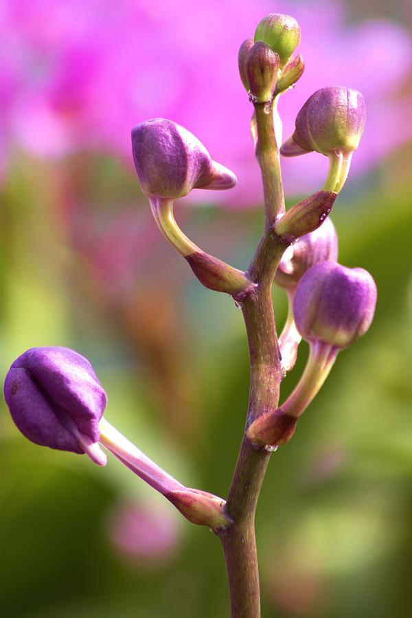 Orchid Photograph - Dark Purple Dendrobium Buds by Carol Montoya