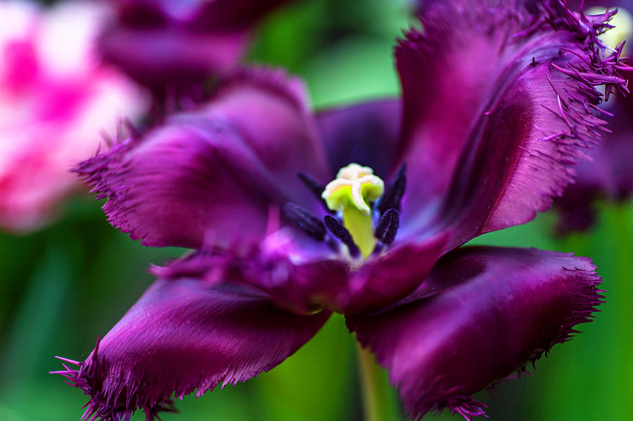 Dark Purple Parrot Tulip. The Tulips of Holland Photograph by Jenny Rainbow