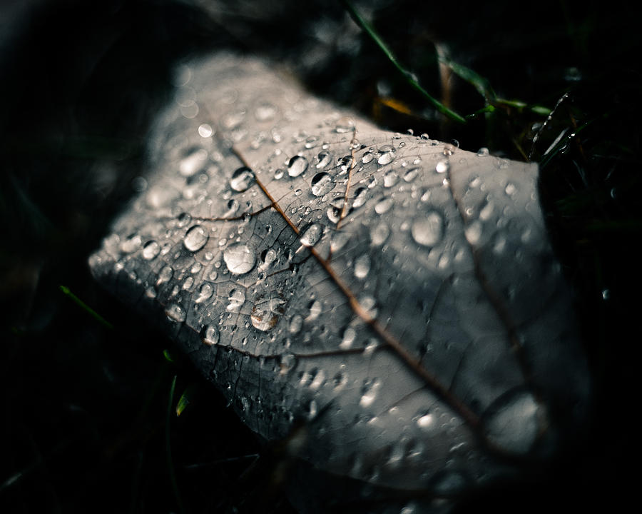 Dark Rain Photograph by Corinne Schwarz - Pixels