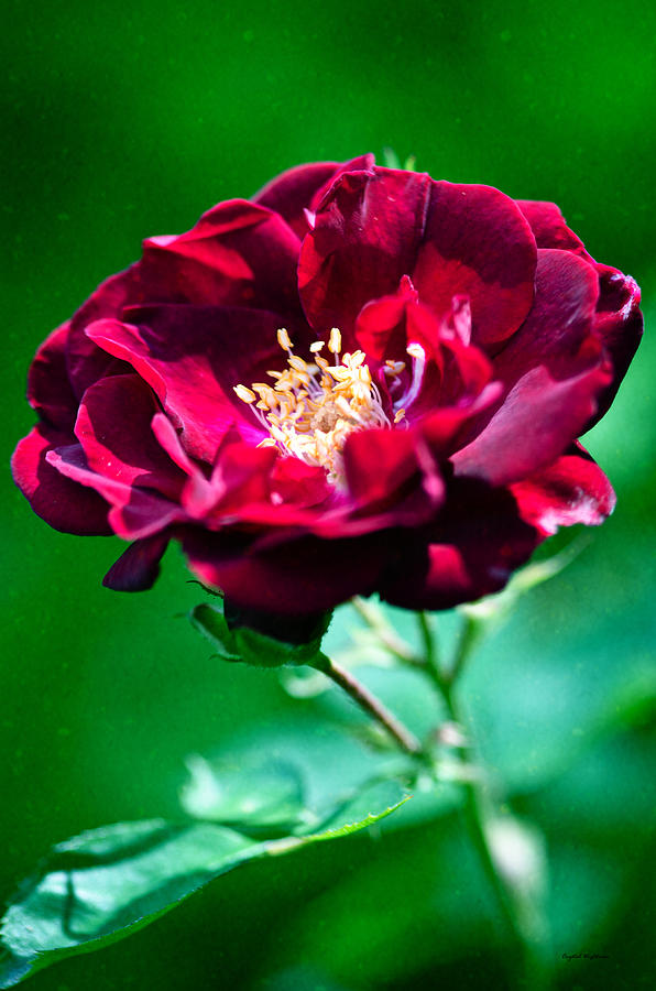 Dark Red Rose Photograph by Crystal Wightman