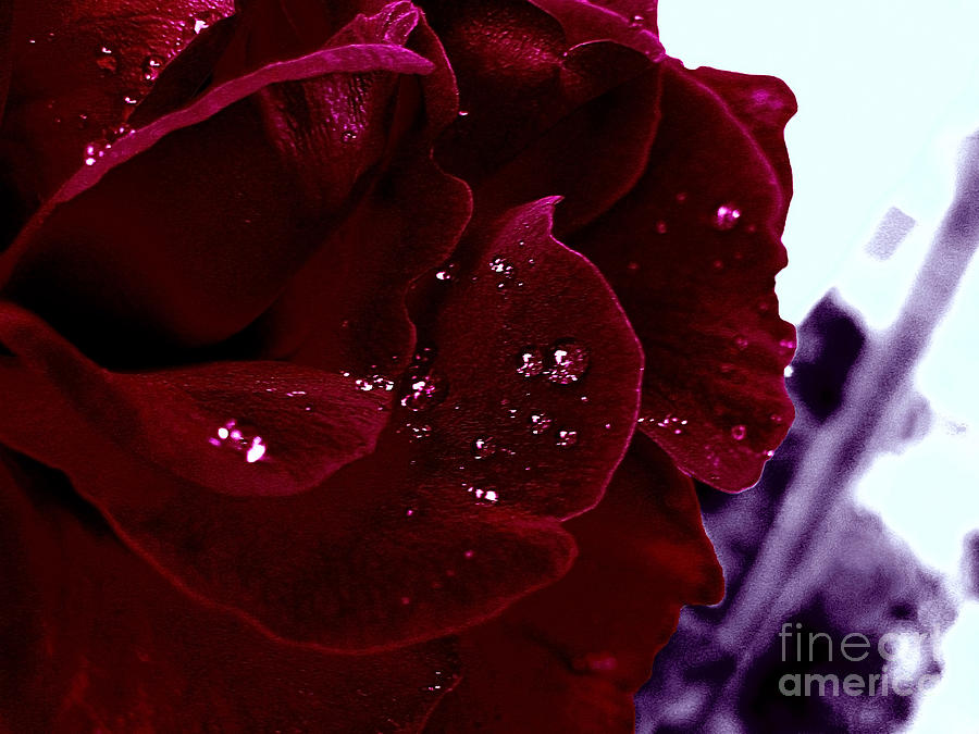 Dark Red Rose Photograph by Nina Ficur Feenan