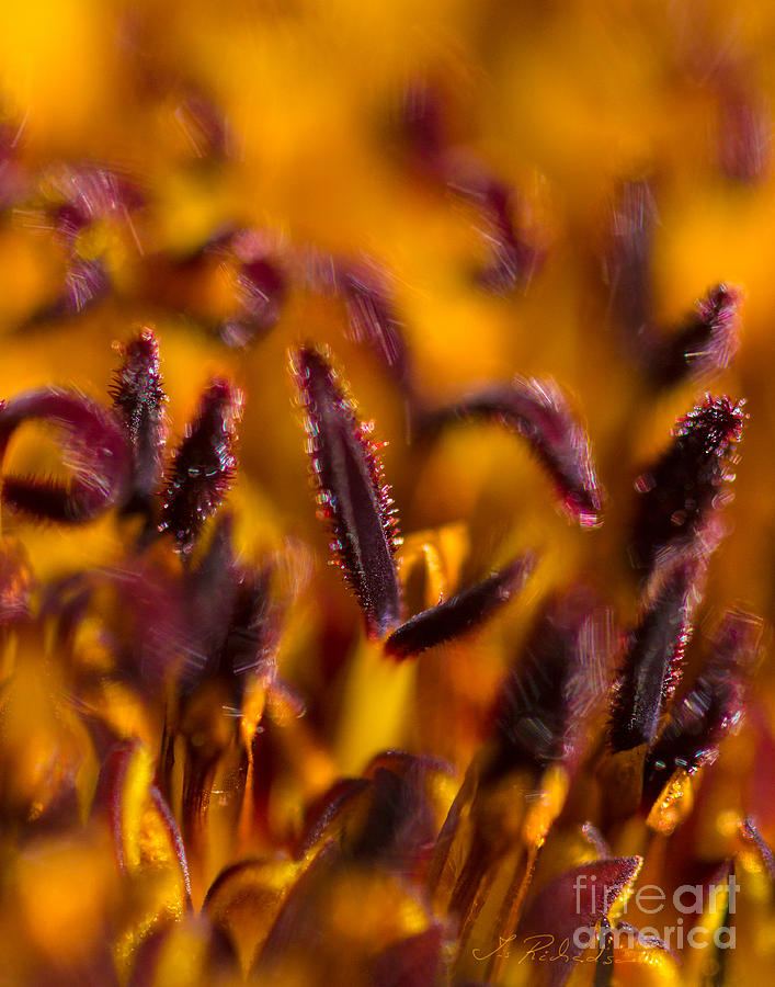 Red Flower Stamens Photograph by Iris Richardson
