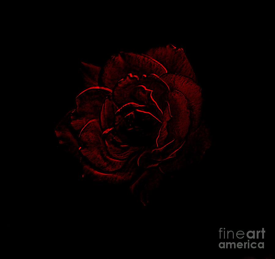 Dark Rose Digital Art by Dan Stone