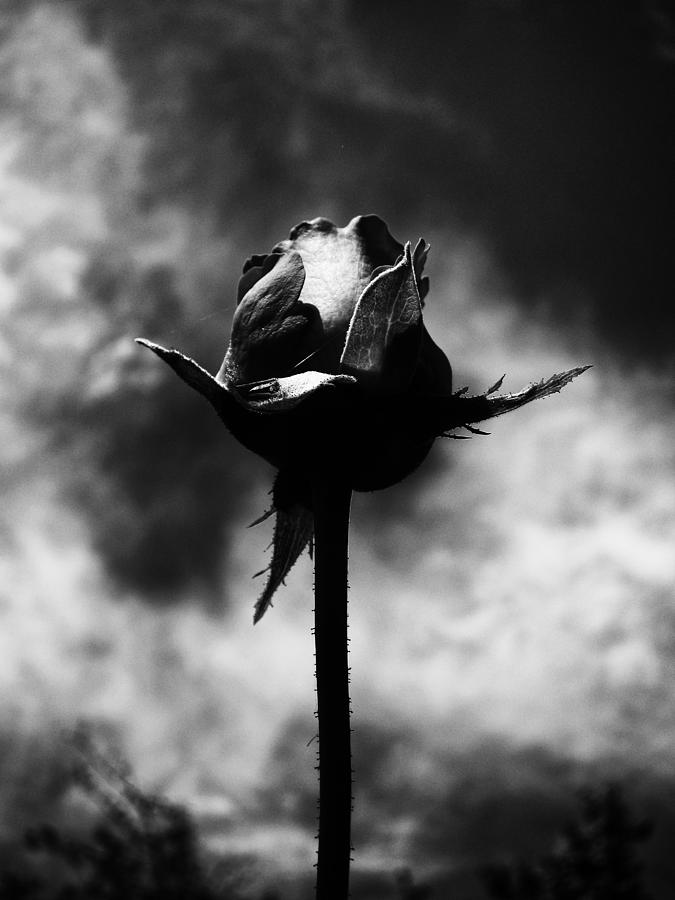 Nature Photograph - Dark Rose by Georgii Chechin
