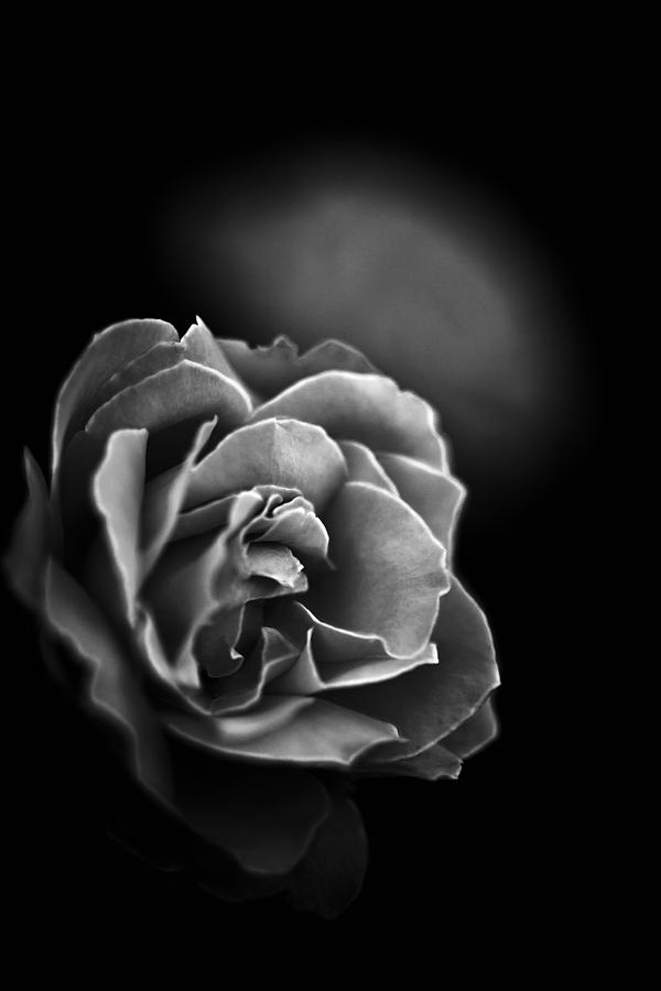 Dark Rose Photograph by Sennie Pierson