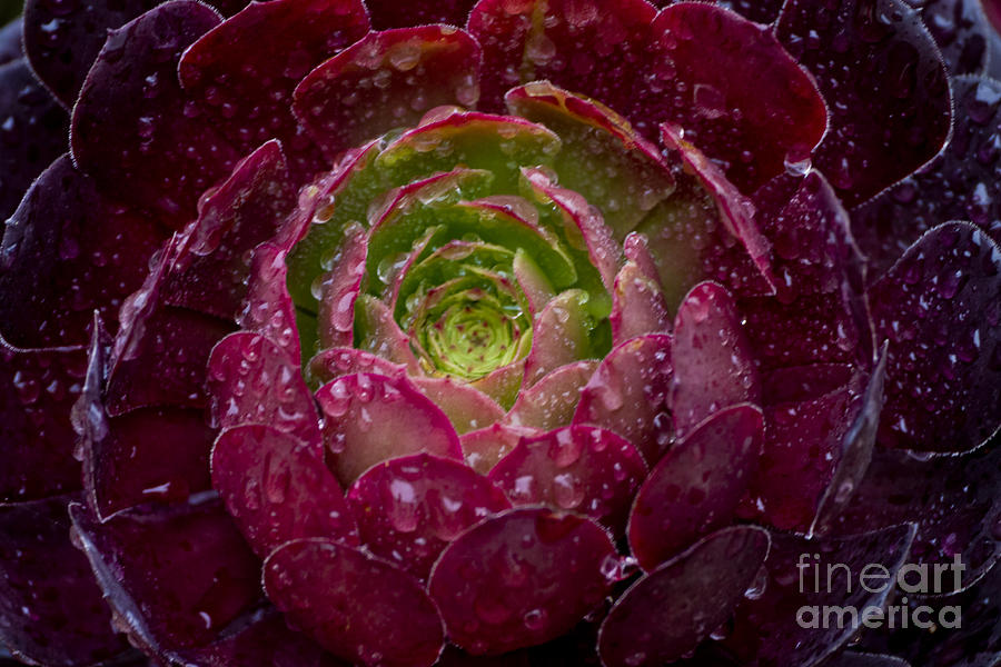 Rose Photograph - Dark Rose Succulent by Glenn Brogan