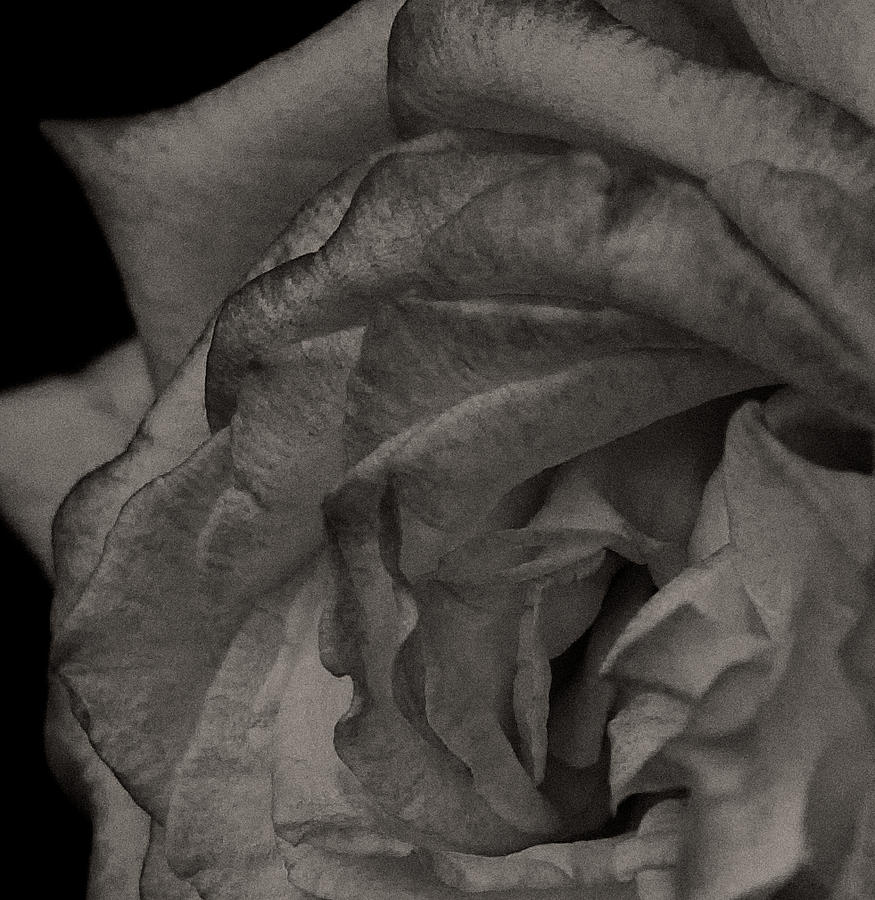 Dark Rose Photograph By Valerie Johnson - Fine Art America