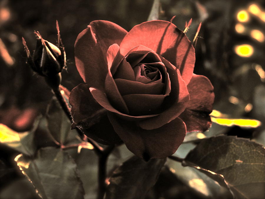Rose Photograph - Dark Rose by Valerie Paterson