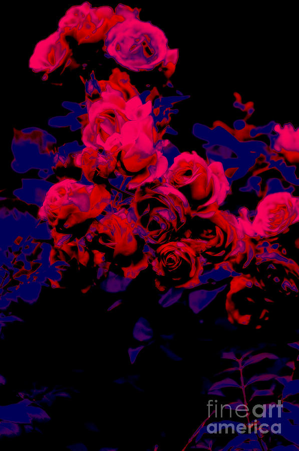Dark Roses Photograph by Adria Trail