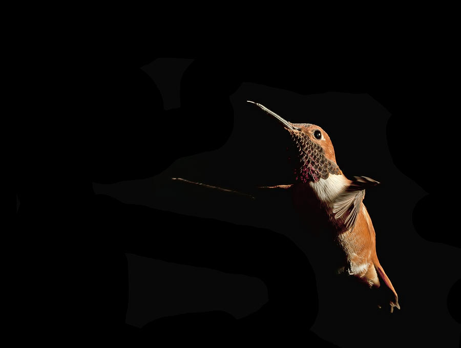 Dark Rufous Hummingbird Photograph by Gregory Scott