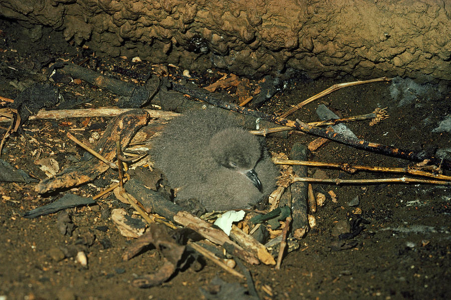 Dark-rumped Petrel Photograph by Miguel Castro