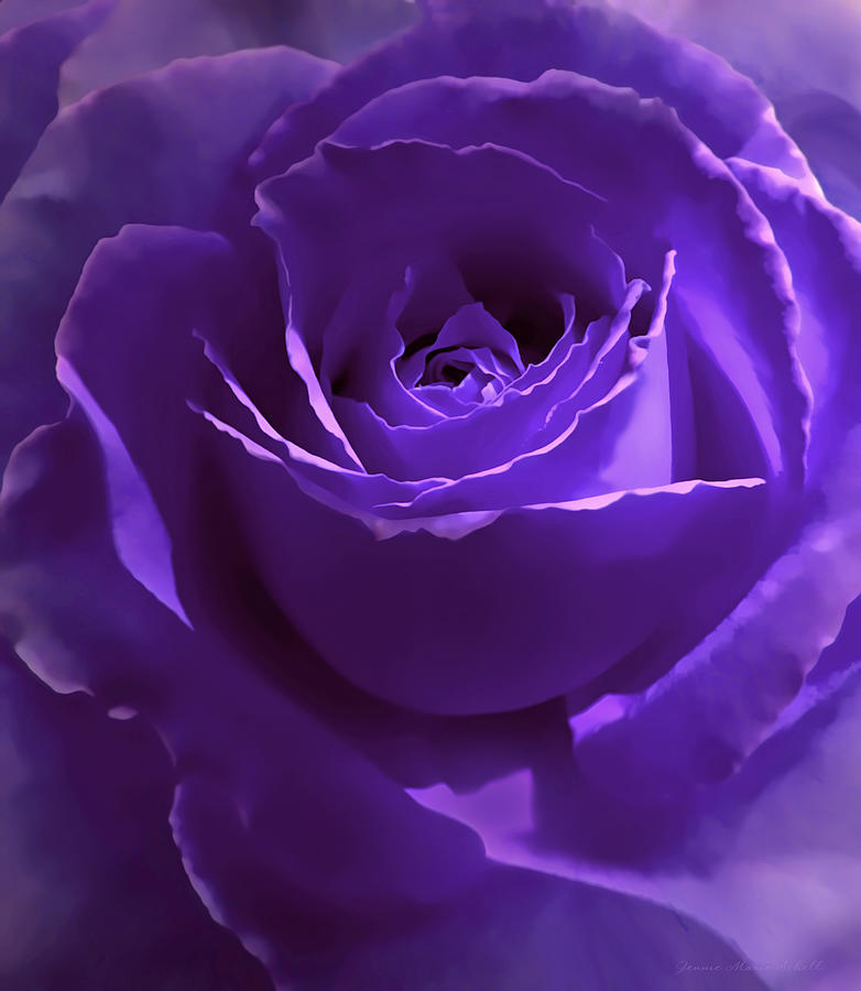 Summer Photograph - Dark Secrets Purple Rose by Jennie Marie Schell