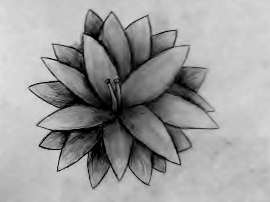 Dark Shadow Flower Drawing by Olivia Buddington