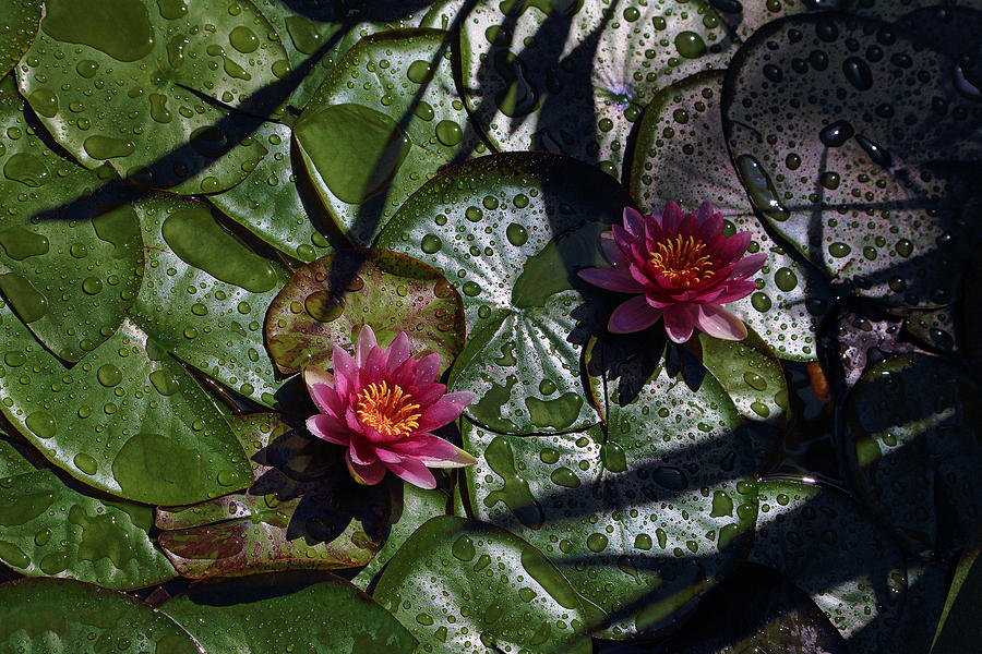 Dark Shadows On Lilies Pads Photograph by Viktor Savchenko