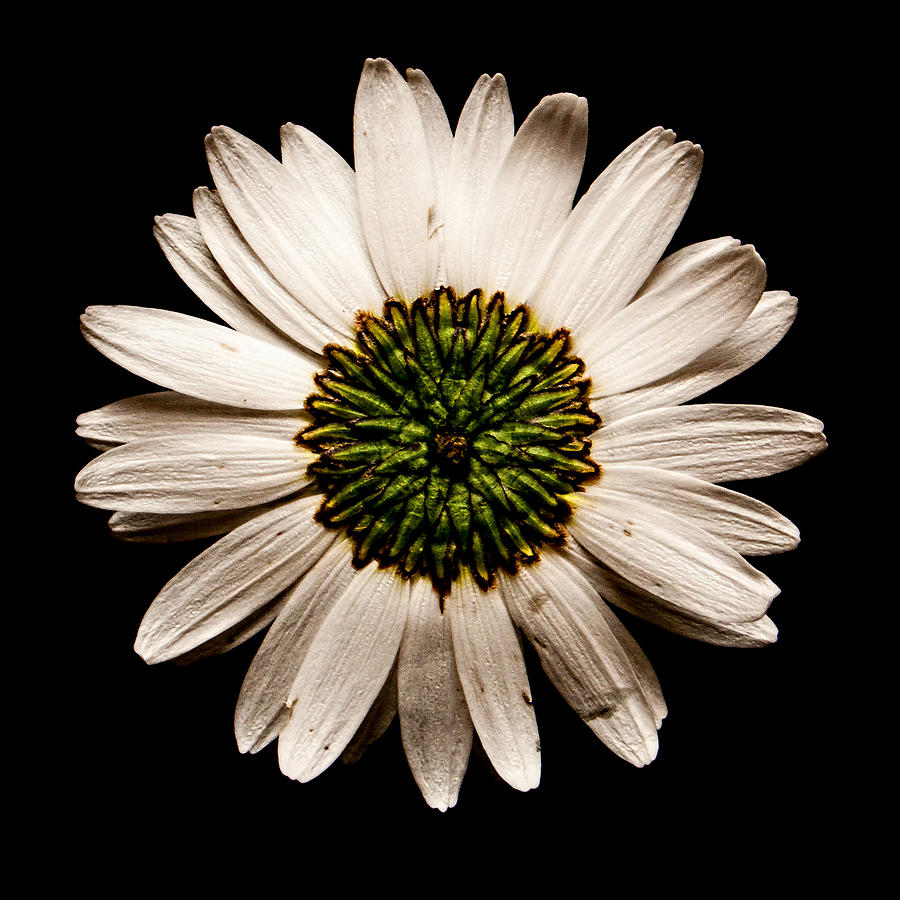 Dark side of a Daisy Square Photograph by Weston Westmoreland