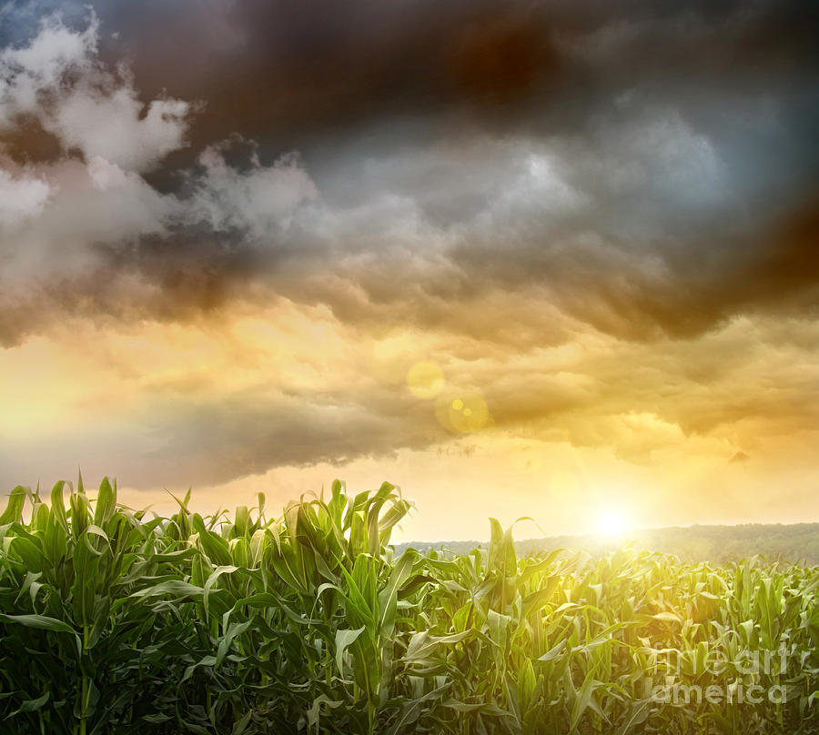 Dark skies looming over corn fields  Digital Art by Sandra Cunningham