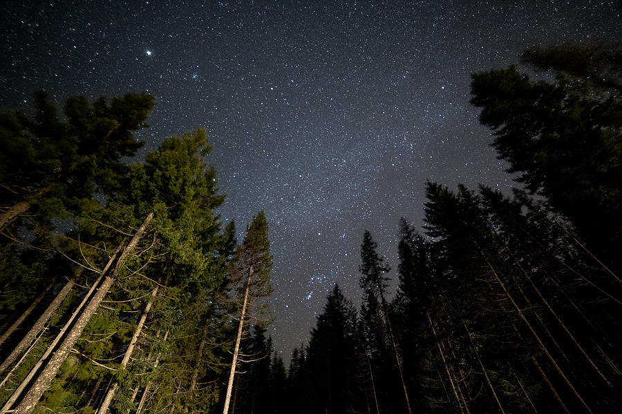 Dark sky forest and stars on Mt. Hood and light 2 Photograph by Tyler Hulett