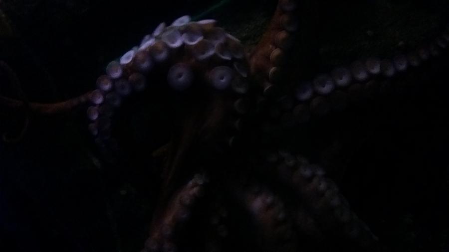 Dark Tentacles Photograph by Jeremy Bishop Sajor - Fine Art America