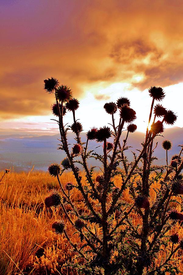 Dark Thistle Photograph by Catie Canetti